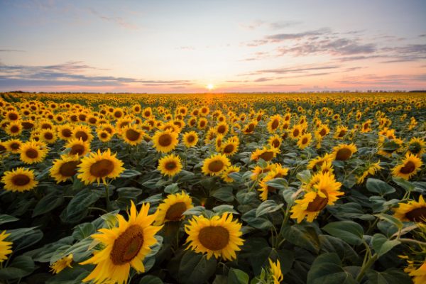sunflower-background-big-field-blooming-sunflowers-against-setting-sun_123211-479